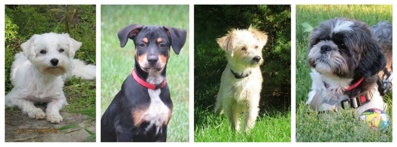 Loyal Rescue - Finding Rescue Dogs Forever Homes